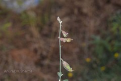 Crotalaria montana